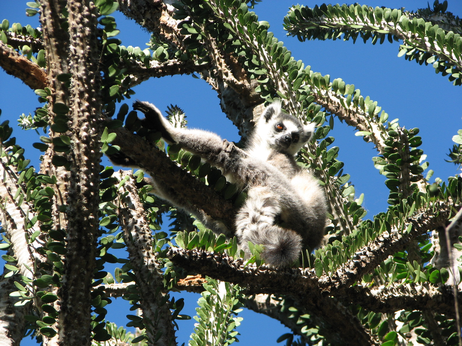 Figure 15 from Exploring the Impacts of Major Histocompatibility Complex  Variation on Fitness in the Ring-tailed Lemur (Lemur catta): Parasite  Resistance, Survival, Mate Choice and Olfactory Ornamentation, and  Reproduction | Semantic Scholar